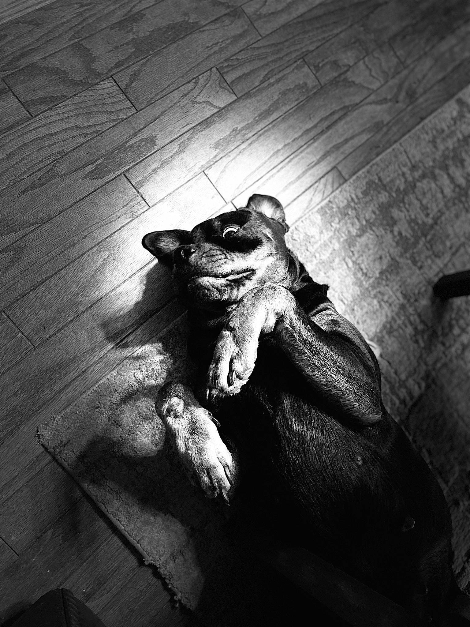 Ruger is registered to the contest to win money with this photo: art, black_and_white, cloud, darkness, dress, flash_photography, flooring, font, gesture, grey, human_leg, monochrome, monochrome_photography, shadow, snout, style, tail, tints_and_shades, toy, wood