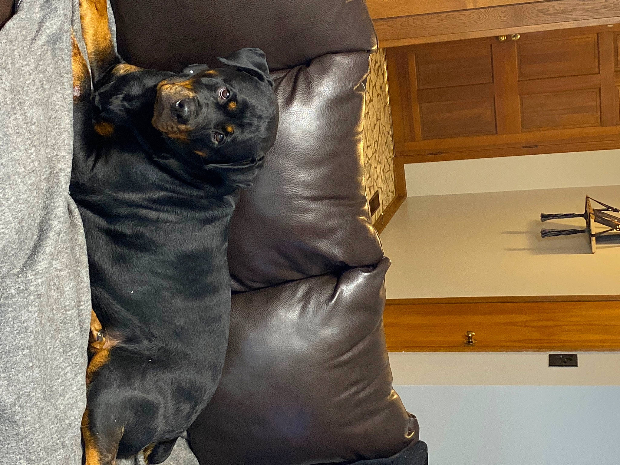 Ruger is registered to the contest to win money with this photo: cabinetry, chest_of_drawers, comfort, denim, drawer, electric_blue, fashion_accessory, flooring, fur, grey, hardwood, human_leg, knee, leather, leather_jacket, personal_protective_equipment, sleeve, terrestrial_animal, thigh, wood