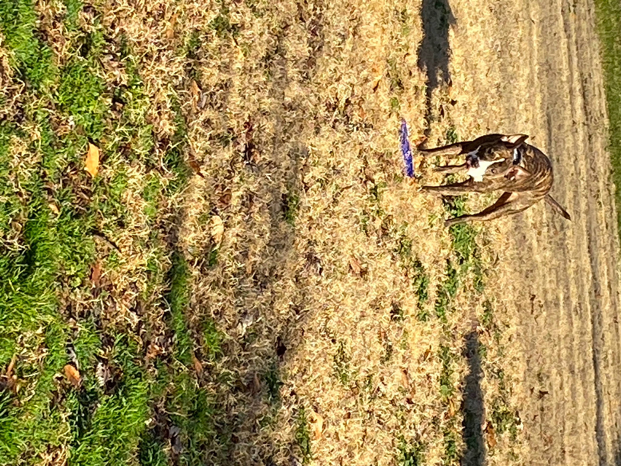 Nemo is registered to the contest to win money with this photo: cycling, field, forest, grass, grass_family, grassland, groundcover, landscape, leaf, people_in_nature, plant, shadow, shrub, soil, tree, trunk, twig, wheel, wildlife, wood