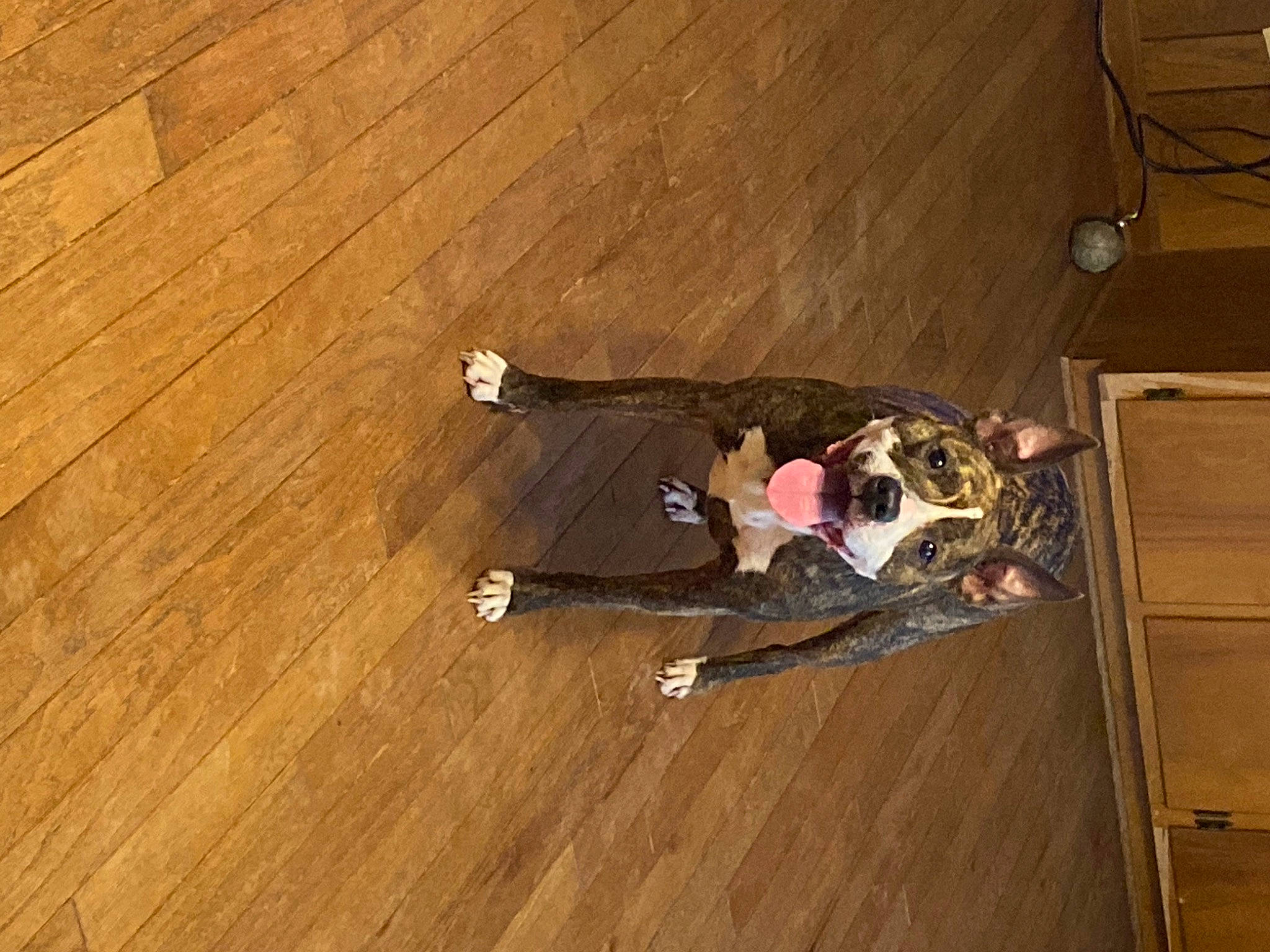 Nemo joined the competition — help win amazing prizes! box, brown, cabinetry, drawer, flooring, fun, hardwood, laminate_flooring, plank, plywood, room, shipping_box, varnish, wood, wood_flooring, wood_stain