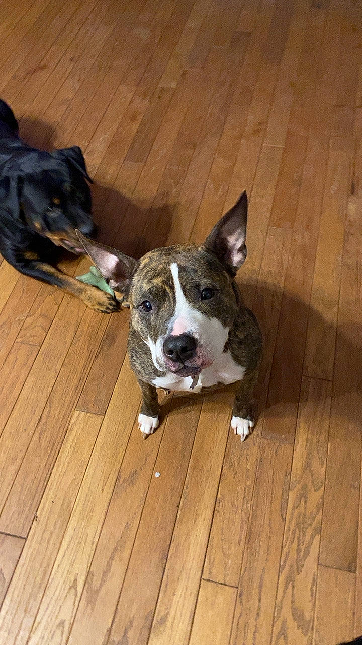 Nemo is registered to the contest to win money with this photo: carnivore, collar, companion_dog, dog, dog_breed, flooring, hardwood, laminate_flooring, paw, plank, puppy, sporting_group, tail, varnish, whiskers, wood, wood_flooring, wood_stain, working_animal, working_dog