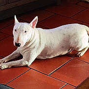 Seven a rejoint le concours — aidez-le/la à gagner de superbes lots ! animal, blanket, bull_terrier, cabinet, canine, dog, domestic, ears_up, floor, furniture, home, indoor, laying_down, mammal, pet, quiet, relaxed, resting, tile_floor, white_dog