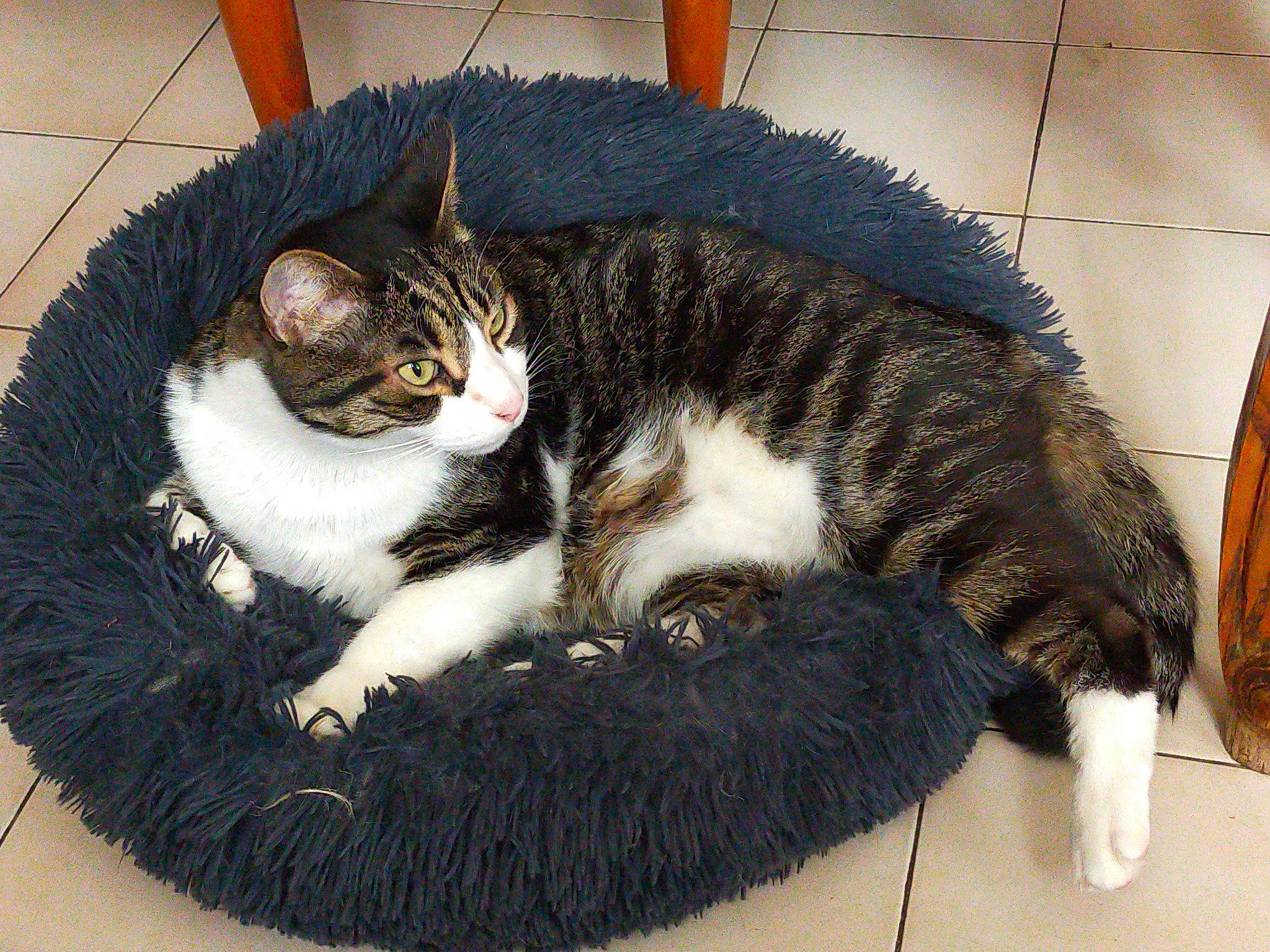 Bb participe au concours pour gagner de l'argent avec cette photo : carnivore, cat, cat_supply, claw, comfort, domestic_short_haired_cat, felidae, flooring, foot, fur, paw, sitting, small_to_medium_sized_cats, snout, tail, terrestrial_animal, whiskers