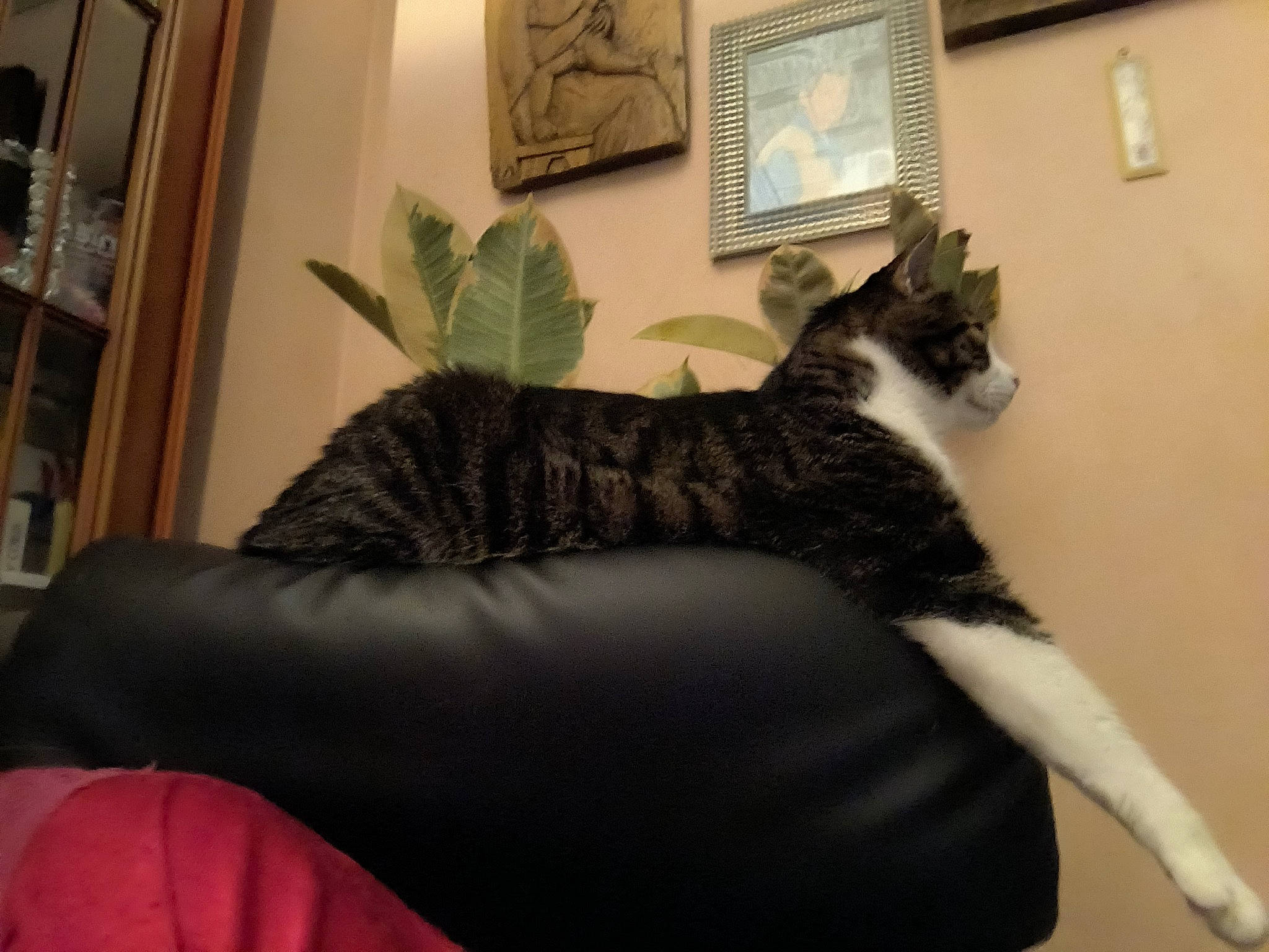 Bb participe au concours pour gagner de l'argent avec cette photo : bookcase, carnivore, cat, comfort, couch, domestic_short_haired_cat, felidae, flooring, fur, house, houseplant, linens, living_room, picture_frame, plant, room, shelf, small_to_medium_sized_cats, tail, whiskers