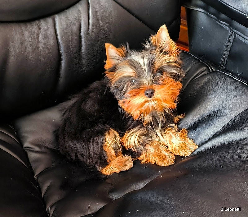 Ulya participe au concours pour gagner de l'argent avec cette photo : canidae, carnivore, comfort, companion_dog, dog, dog_breed, dog_supply, fashion_accessory, fawn, fur, liver, small_terrier, sporting_group, terrier, toy_dog, working_animal, yorkipoo, yorkshire_terrier