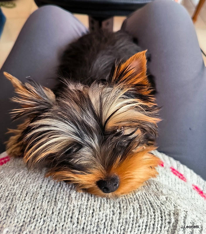 Ulya a rejoint le concours — aidez-le/la à gagner de superbes lots ! biewer_terrier, canidae, carnivore, comfort, companion_dog, dog, dog_breed, dog_supply, fawn, fur, liver, puppy, small_terrier, snout, sporting_group, terrier, toy_dog, wood, working_animal, yorkipoo