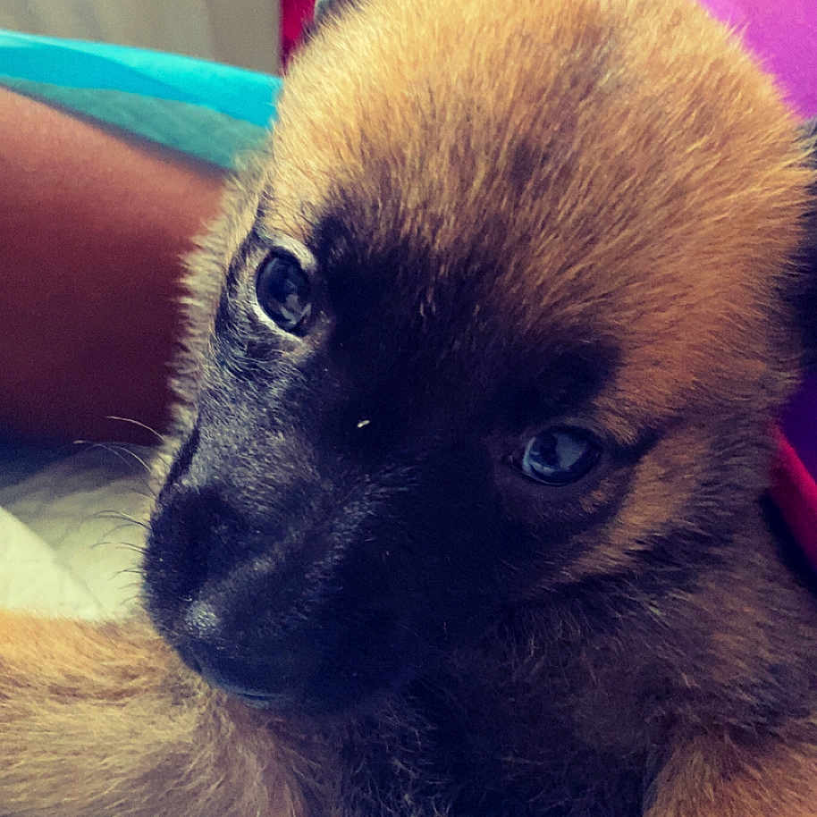Star is registered to the contest to win money with this photo: animal, black, blanket, brown, close_up, cozy, cute, dog, ears, eyes, face, fur, indoor, lying_down, pet, portrait, puppy, snout, soft_texture, young