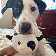 Persephone is registered to the contest to win money with this photo: animal, bed, black_and_white, blanket, cow_toy, cute, dog, dresser, ears, face, furniture, indoor, nose, person_hand, pet, plush_toy, room, television, toy, watch