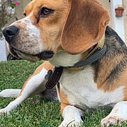 Tokyo participe au concours pour gagner de l'argent avec cette photo : dog, beagle, pet, animal, grass, outdoor, collar, canine, fur, ears, nose, paw, laying_down, nature, domestic_animal, mammal, side_view, quiet, relaxed, daylight