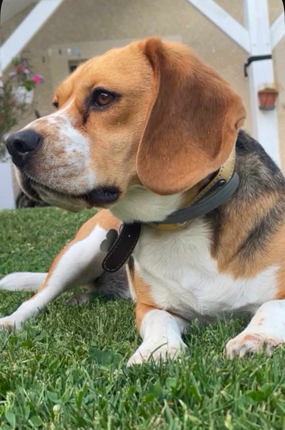 Tokyo participe au concours pour gagner de l'argent avec cette photo : dog, beagle, pet, animal, grass, outdoor, collar, canine, fur, ears, nose, paw, laying_down, nature, domestic_animal, mammal, side_view, quiet, relaxed, daylight