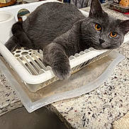 Stormy is registered to the contest to win money with this photo: cat, gray_cat, pet, animal, kitchen, dish_rack, countertop, relaxed, amber_eyes, indoor, feline, table, person, dining_room, chair, curtains, food_container, sink, domestic, cozy