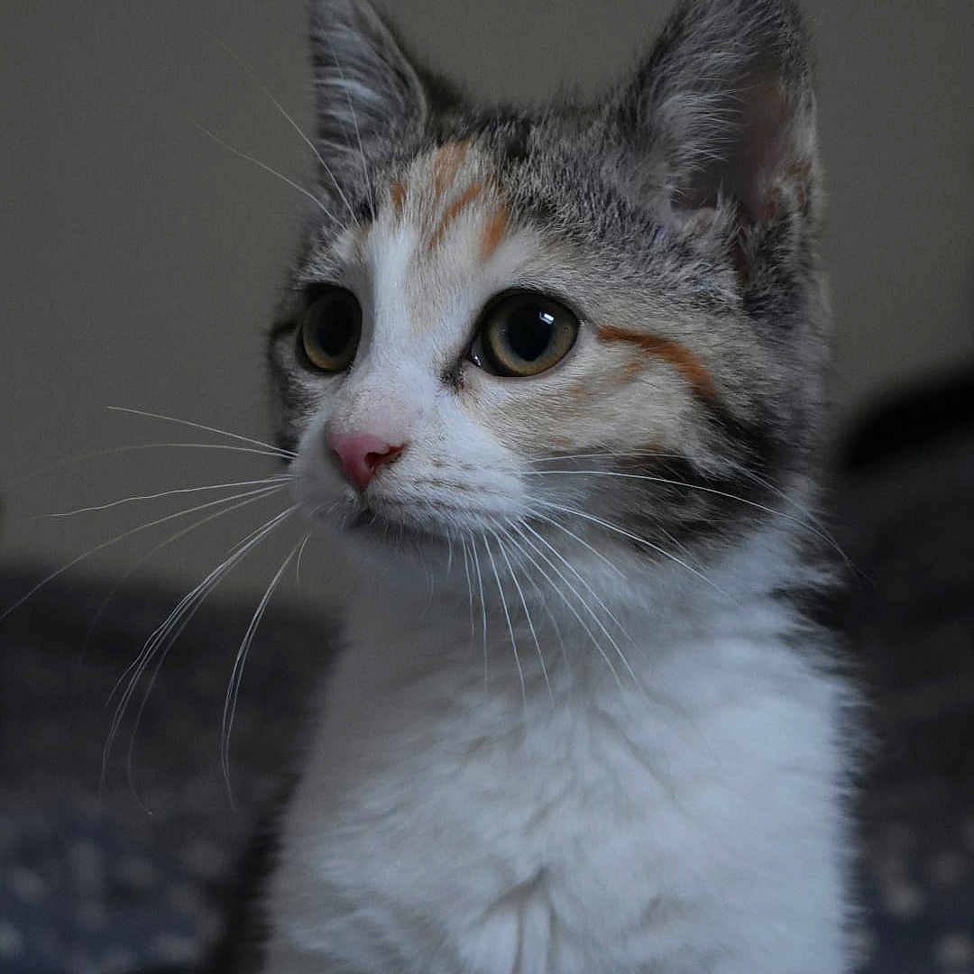 Cannelle participe au concours pour gagner de l'argent avec cette photo : abyssinian, angora, animal, cat, kitten, manx, pet, siamese, white