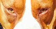 Oscar participe au concours pour gagner de l'argent avec cette photo : animal, brown, canine, close_up, dog, expression, eyes, face, fur, head, looking, muzzle, nose, outdoor, pet, portrait, snout, sunlight, whiskers, white