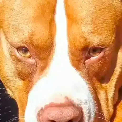 Oscar