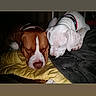 dog, sleeping, brown_dog, white_dog, blanket, cozy, indoor, resting, pet, animal, cute, companion, snug, two_animals, canine, domestic_animal, lying_down, relaxed, friendship, quiet