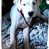 animal, blanket, canine, collar, cute, dog, domestic_animal, eyes, floral_pattern, fur, indoors, leash, paw, pet, portrait, puppy, resting, snout, white_dog, young_dog