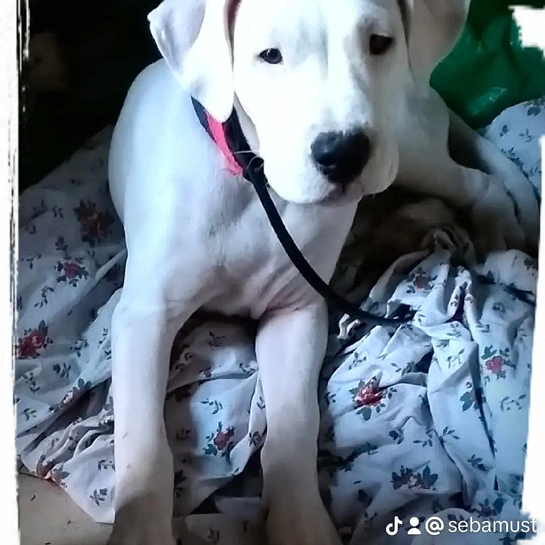 Dina