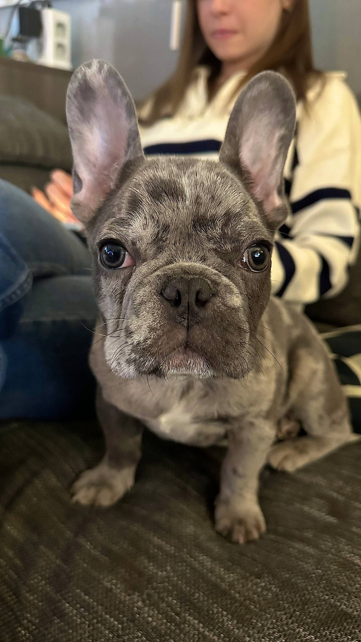 Loki participe au concours pour gagner de l'argent avec cette photo : bulldog, canidae, carnivore, comfort, companion_dog, dog, dog_breed, ear, eye, fawn, fur, grass, holiday, non_sporting_group, snout, terrestrial_animal, toy_dog, whiskers, working_animal, wrinkle