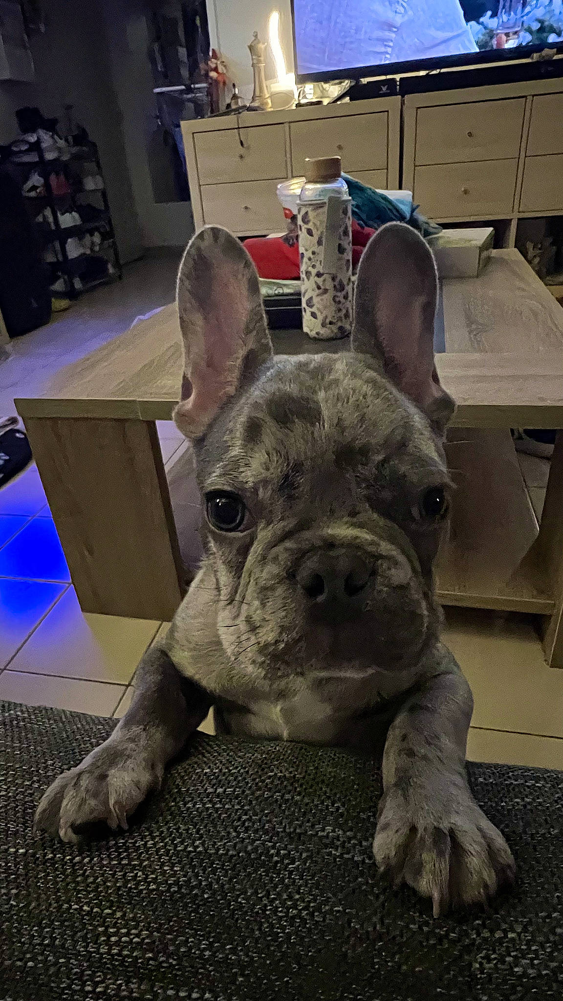 Loki a rejoint le concours — aidez-le/la à gagner de superbes lots ! ancient_dog_breeds, bulldog, cabinetry, carnivore, companion_dog, dog, dog_breed, ear, fawn, french_bulldog, molosser, non_sporting_group, shelf, snout, sporting_group, terrestrial_animal, toy_dog, whiskers, working_animal, wrinkle