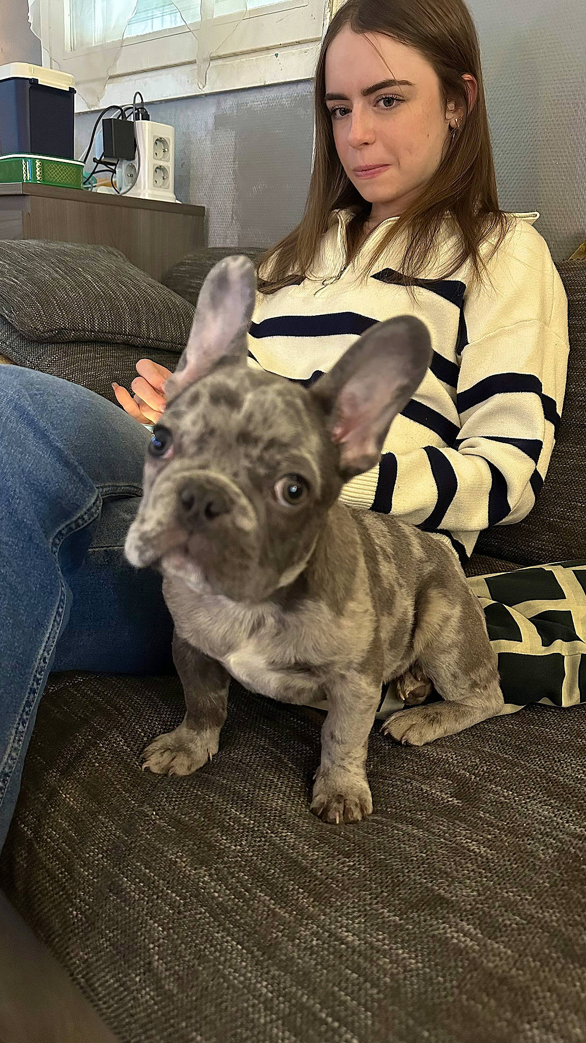 Loki participe au concours pour gagner de l'argent avec cette photo : bulldog, canidae, carnivore, chair, companion_dog, dog, dog_breed, ear, fawn, french_bulldog, fur, molosser, non_sporting_group, snout, sporting_group, terrestrial_animal, toy_dog, whiskers, working_animal, wrinkle