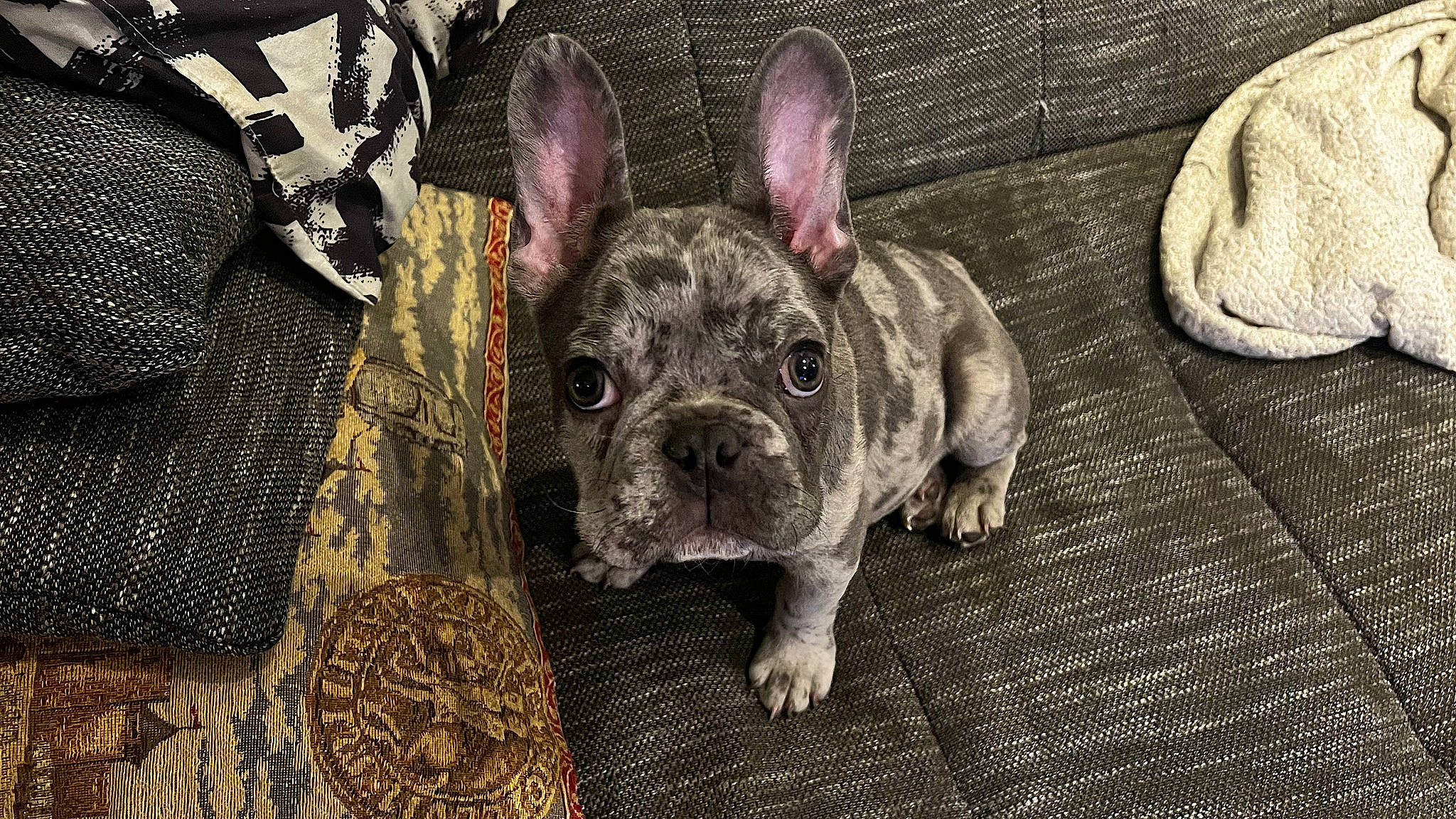 Loki participe au concours pour gagner de l'argent avec cette photo : bulldog, canidae, carnivore, companion_dog, dog, dog_breed, ear, fashion_accessory, fawn, fur, grass, grey, pattern, snout, sporting_group, terrestrial_animal, toy_dog, whiskers, working_animal, wrinkle