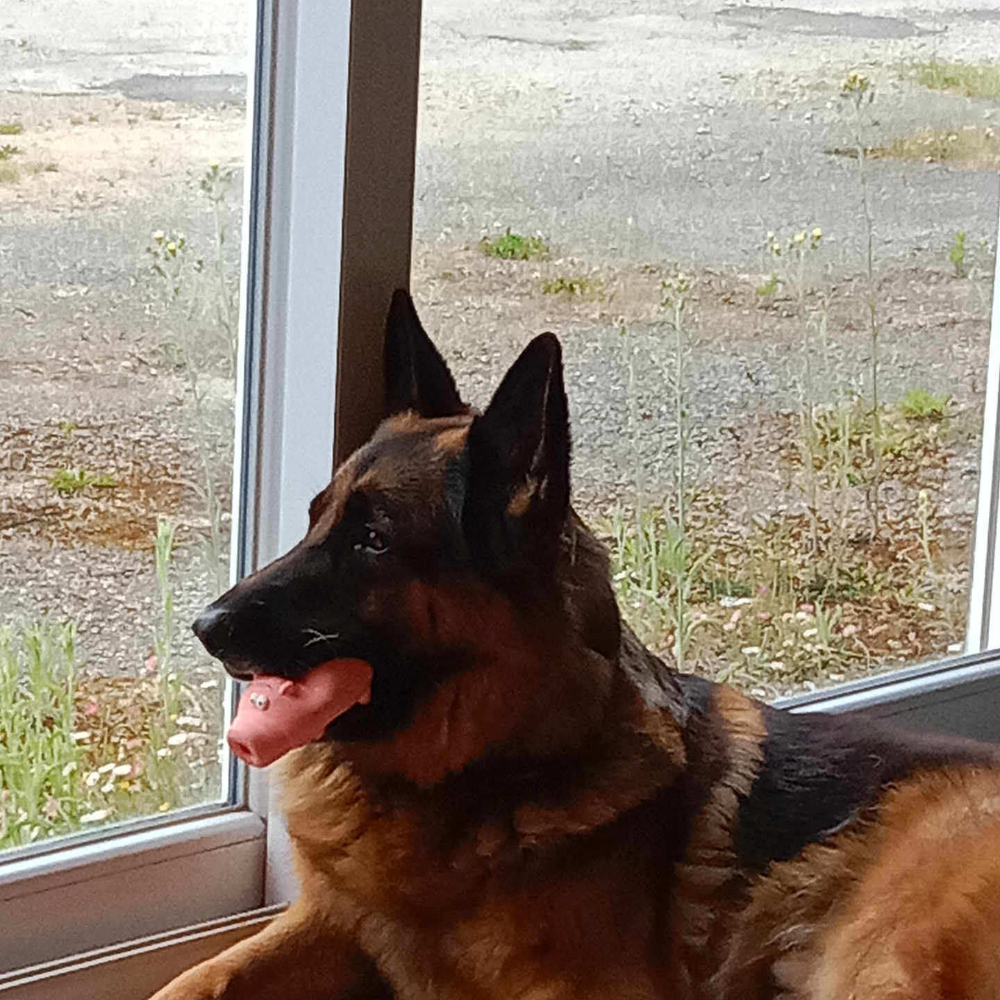 Ountrède a rejoint le concours — aidez-le/la à gagner de superbes lots ! animal, black_fur, brown_fur, companion, dog, domestic, ears, floor, german_shepherd, glass_door, indoor, laying_down, looking_outside, pet, pink_toy, relaxed, side_view, snout, toy, window
