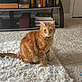 cat, orange_tabby, pet, indoor, carpet, rug, furniture, bookshelf, books, living_room, sitting, whiskers, ears, tail, collar, tag, floor, home, cozy, domestic