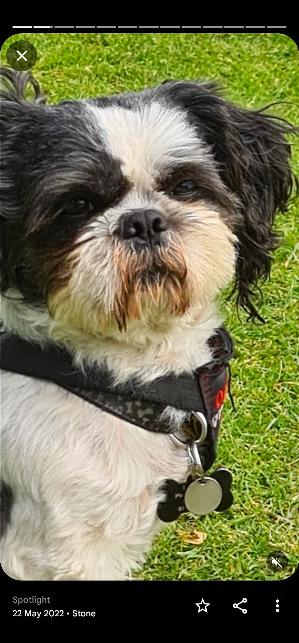 George joined the competition — help win amazing prizes! canidae, carnivore, collar, companion_dog, dog, dog_breed, dog_supply, fur, grass, liver, maltepoo, plant, shih_tzu, small_terrier, snout, sporting_group, terrestrial_animal, terrier, toy_dog, working_animal