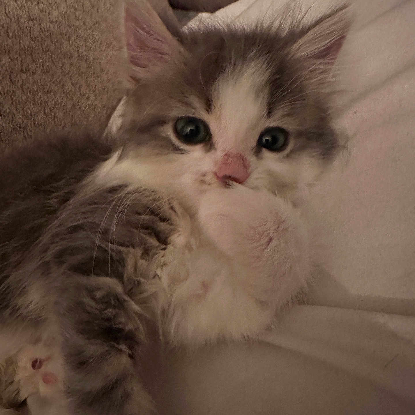 Roxy joined the competition — help win amazing prizes! abyssinian, angora, animal, armchair, blanket, cat, chair, couch, cushion, furniture, homedecor, indoors, kitten, manx, person, pet, siamese, sleeping, white