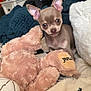 puppy, chihuahua, dog, toy, plush, blanket, cozy, indoor, cute, small_dog, furry, pet, animal, curious, brown, ears, face, snout, soft, resting