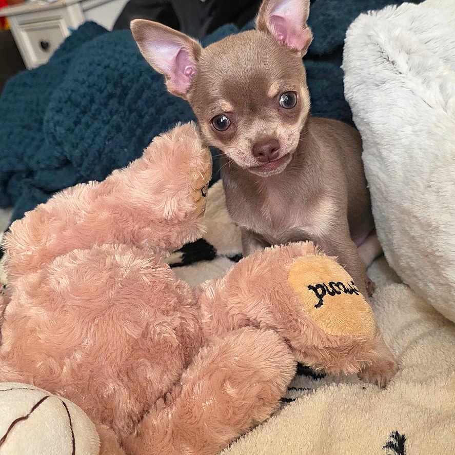 Buddy is registered to the contest to win money with this photo: animal, blanket, brown, chihuahua, cozy, curious, cute, dog, ears, face, furry, indoor, pet, plush, puppy, resting, small_dog, snout, soft, toy