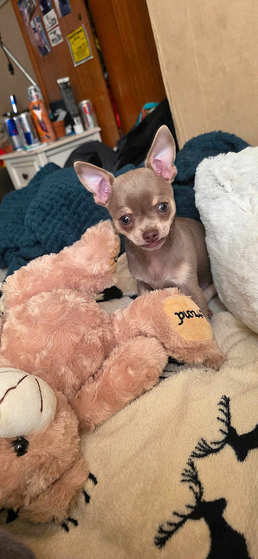 Buddy is registered to the contest to win money with this photo: puppy, chihuahua, dog, toy, plush, blanket, cozy, indoor, cute, small_dog, furry, pet, animal, curious, brown, ears, face, snout, soft, resting