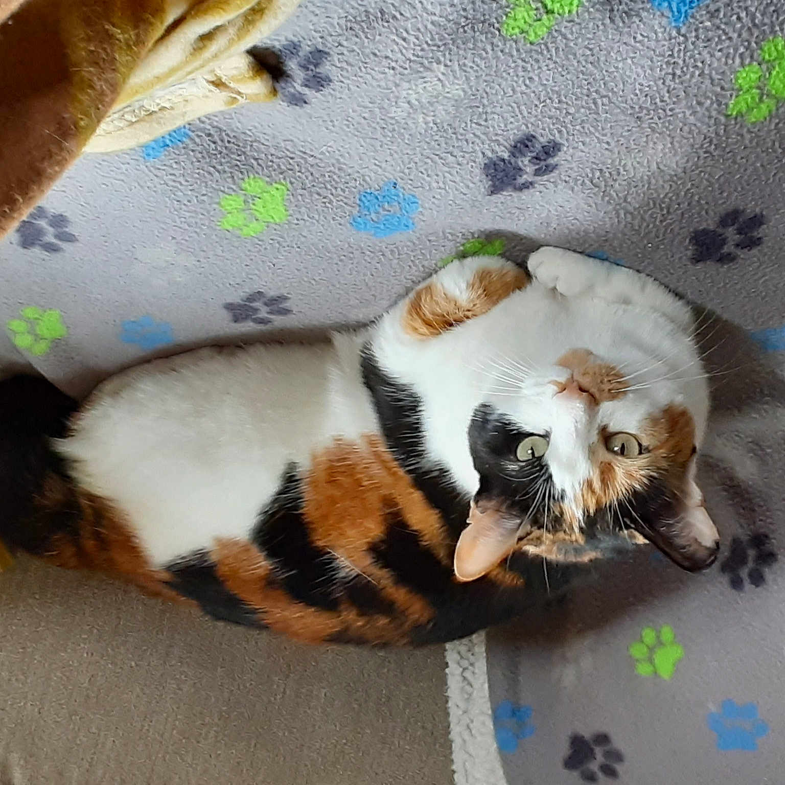 Bella