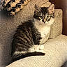 blanket, cat, couch, cozy, curious, ears, feline, fur, furniture, home, indoor, kitten, knit, pet, sitting, sofa, tabby, tail, texture, whiskers
