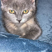 Arena participe au concours pour gagner de l'argent avec cette photo : kitten, gray_cat, yellow_eyes, pet, animal, feline, cute, soft_blanket, blue_blanket, cozy, indoor, closeup, whiskers, ears, fur, young_cat, resting, looking, curious, domestic_cat