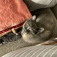 Arena a rejoint le concours — aidez-le/la à gagner de superbes lots ! kitten, gray_cat, cat, pet, feline, indoor, couch, blanket, cozy, curious, looking_up, fur, whiskers, cute, small, animal, domestic, soft_texture, resting, young_cat