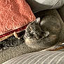 Arena a rejoint le concours — aidez-le/la à gagner de superbes lots ! kitten, gray_cat, cat, pet, feline, indoor, couch, blanket, cozy, curious, looking_up, fur, whiskers, cute, small, animal, domestic, soft_texture, resting, young_cat