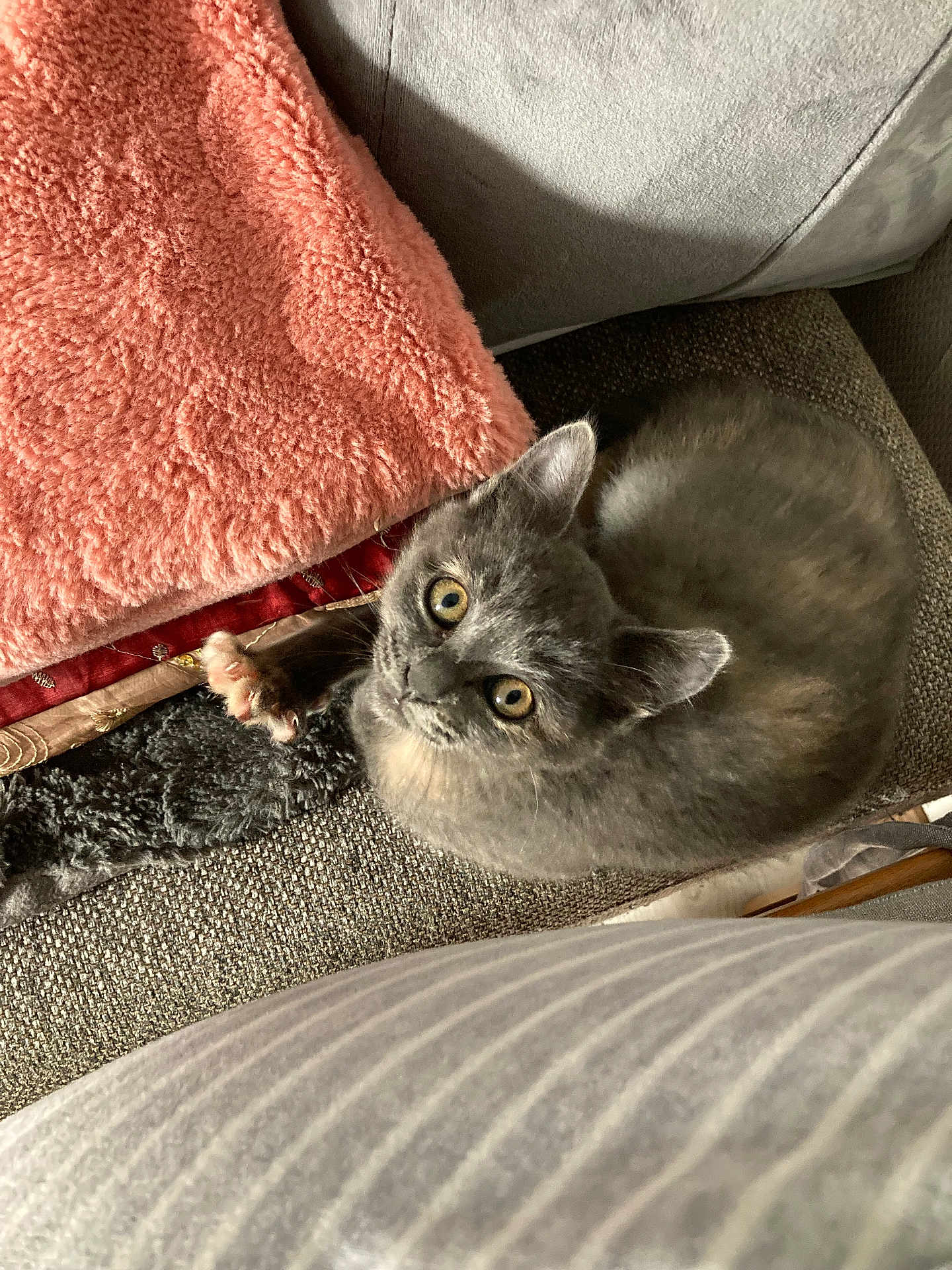 Arena a rejoint le concours — aidez-le/la à gagner de superbes lots ! kitten, gray_cat, cat, pet, feline, indoor, couch, blanket, cozy, curious, looking_up, fur, whiskers, cute, small, animal, domestic, soft_texture, resting, young_cat