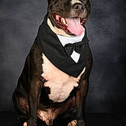 Zéko a rejoint le concours — aidez-le/la à gagner de superbes lots ! animal, background, bandana, black_and_white, canine, cute, dog, domestic_animal, ears, front_paws, fur, happy, indoors, pet, portrait, sitting, smiling, studio, tongue_out, tuxedo