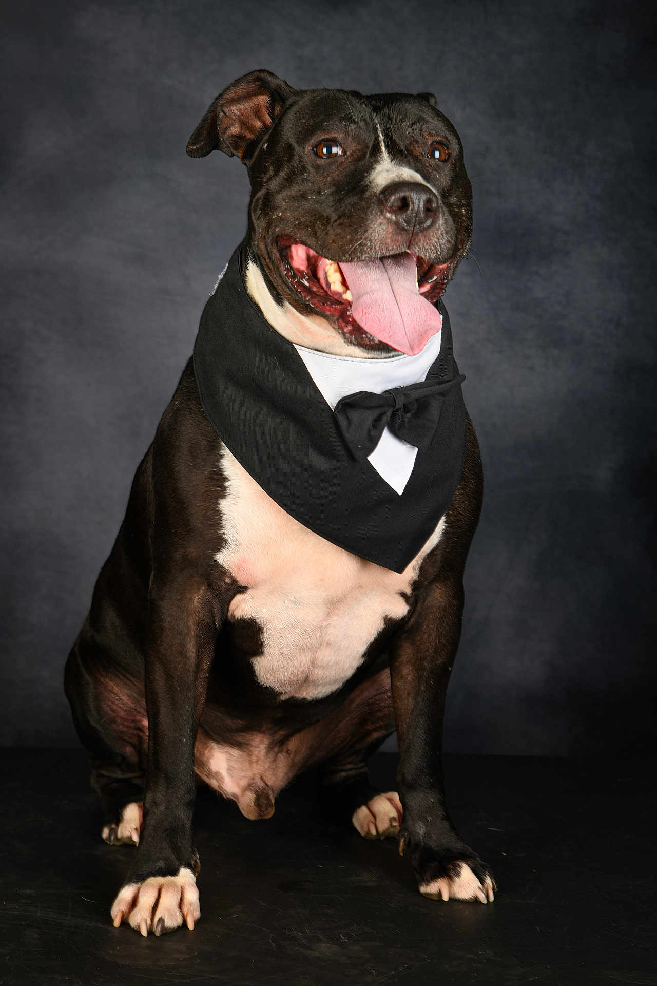 Zéko a rejoint le concours — aidez-le/la à gagner de superbes lots ! animal, background, bandana, black_and_white, canine, cute, dog, domestic_animal, ears, front_paws, fur, happy, indoors, pet, portrait, sitting, smiling, studio, tongue_out, tuxedo