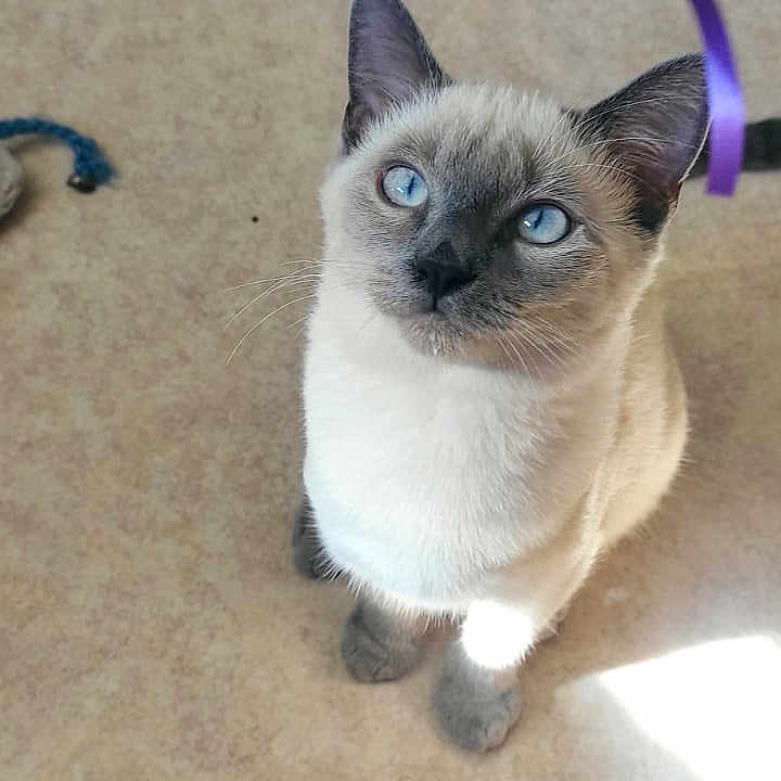 Moon a rejoint le concours — aidez-le/la à gagner de superbes lots ! animal, blue_eyes, cat, companion, curious, cute, domestic_cat, ears, feline, floor, indoor, light, looking_up, pet, playful, ribbon, shadow, siamese_cat, toy, whiskers