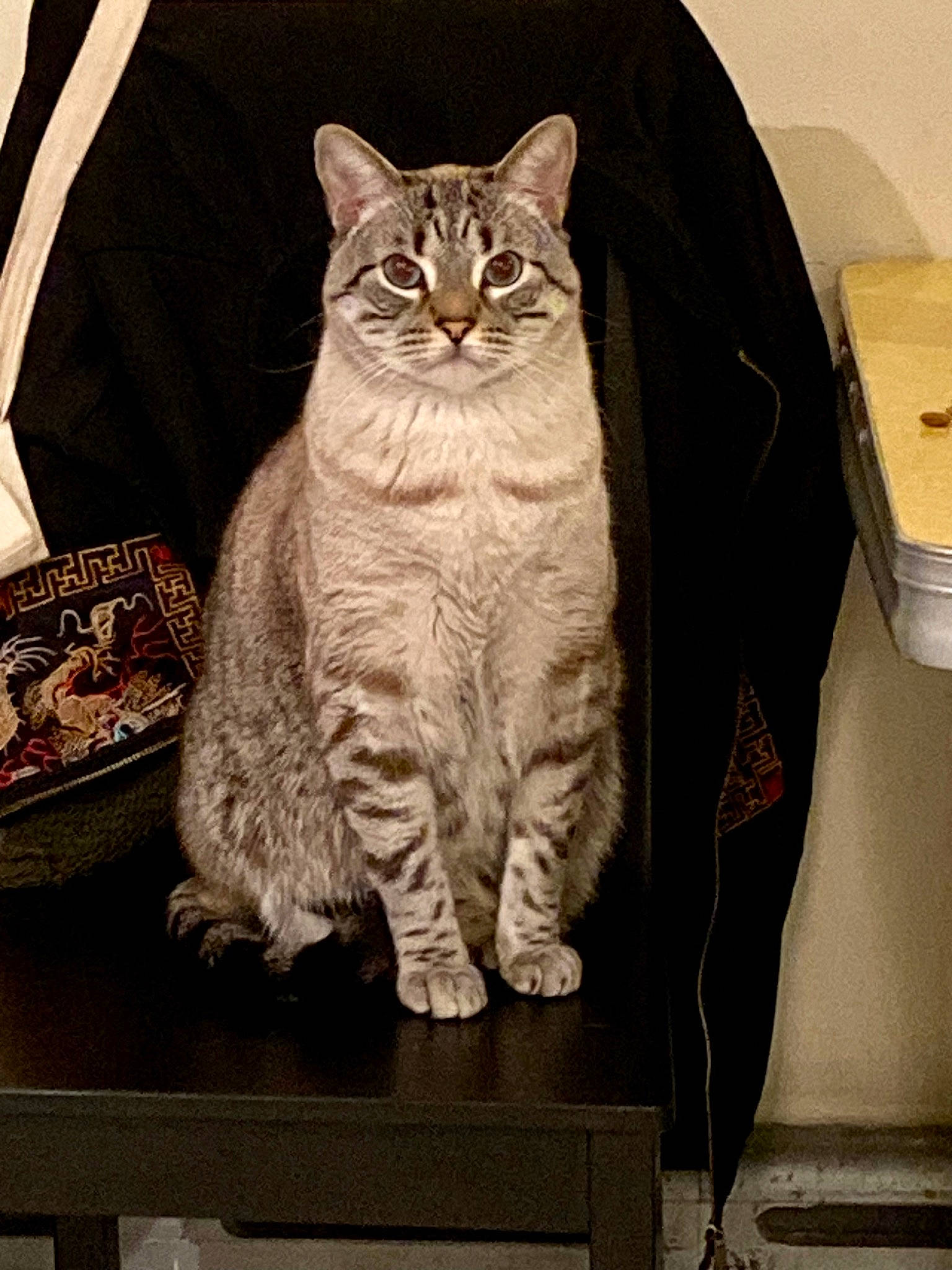 Neji is registered to the contest to win money with this photo: box, carnivore, cat, domestic_short_haired_cat, felidae, fur, grey, pattern, rectangle, sitting, small_to_medium_sized_cats, snout, tail, terrestrial_animal, whiskers, window