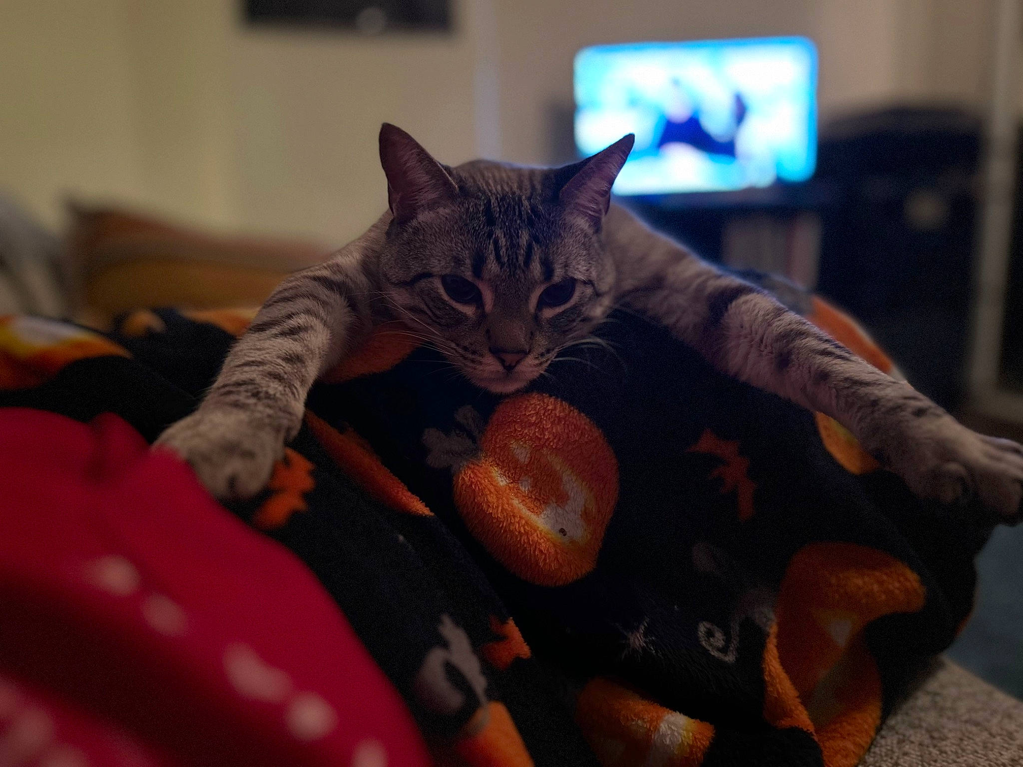 Neji joined the competition — help win amazing prizes! bed, carnivore, cat, comfort, couch, domestic_short_haired_cat, eye, felidae, fur, gesture, hand, human_body, lap, room, sitting, small_to_medium_sized_cats, television, television_set, tree, whiskers