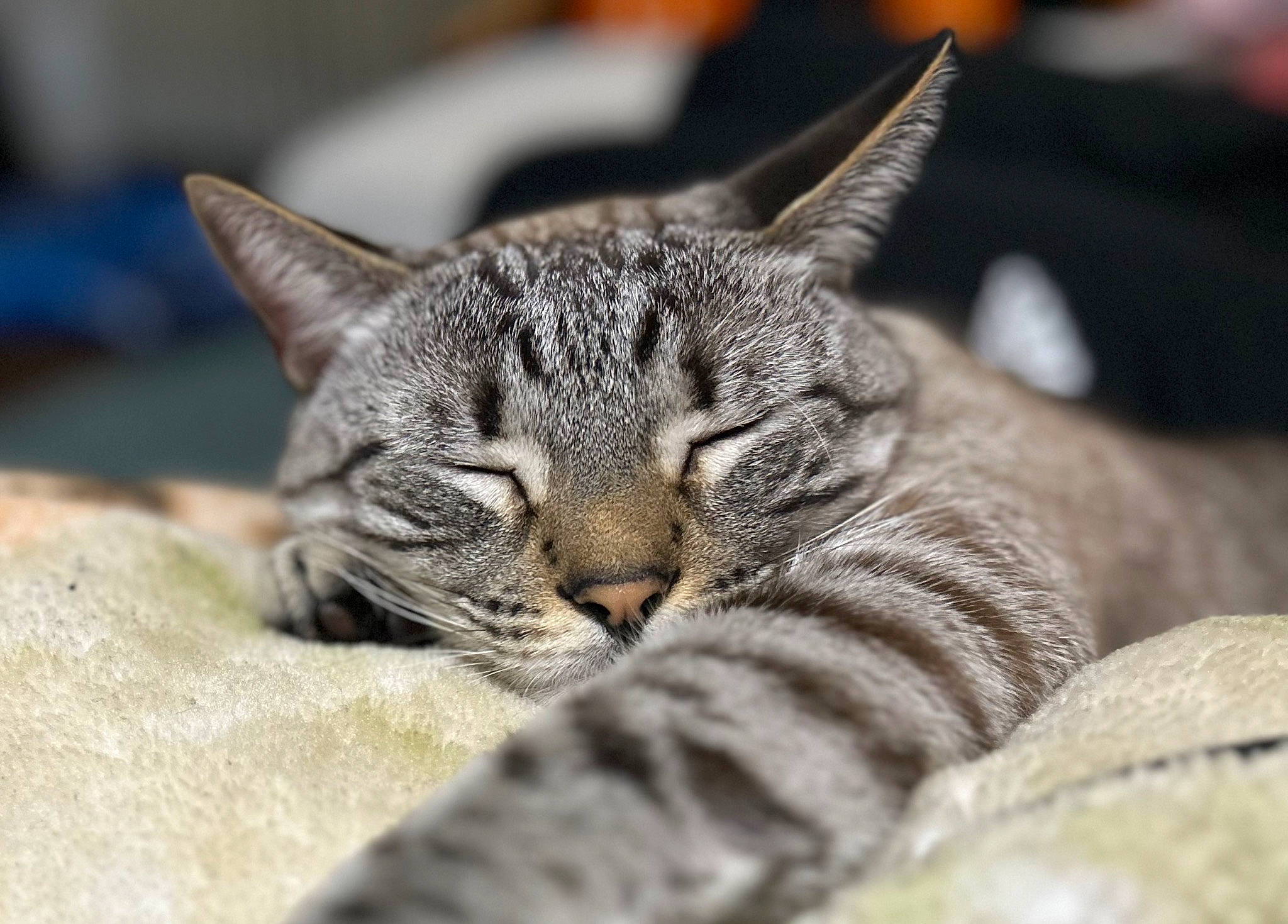 Neji is registered to the contest to win money with this photo: carnivore, cat, claw, comfort, domestic_short_haired_cat, felidae, fur, grass, macro_photography, nap, paw, sleep, small_to_medium_sized_cats, snout, terrestrial_animal, tree, whiskers, wildlife