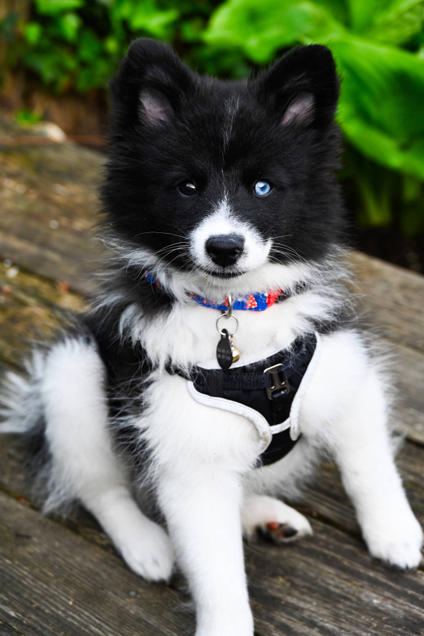 Niles is registered to the contest to win money with this photo: art, australian_collie, border_collie, canidae, carnivore, collar, companion_dog, dog, dog_breed, fur, herding_dog, plant, puppy, snout, sporting_group, tail, whiskers, working_animal, working_dog