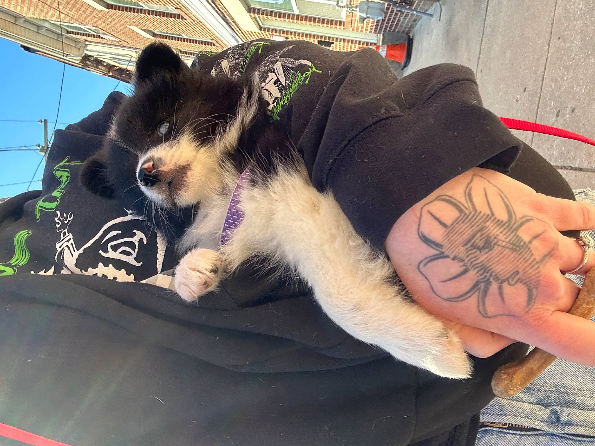 Niles is registered to the contest to win money with this photo: art, carnivore, chest, companion_dog, dog, dog_breed, elbow, fawn, fur, herding_dog, human_leg, paw, sitting, sleeve, snout, tattoo, temporary_tattoo, thigh, whiskers, wrist