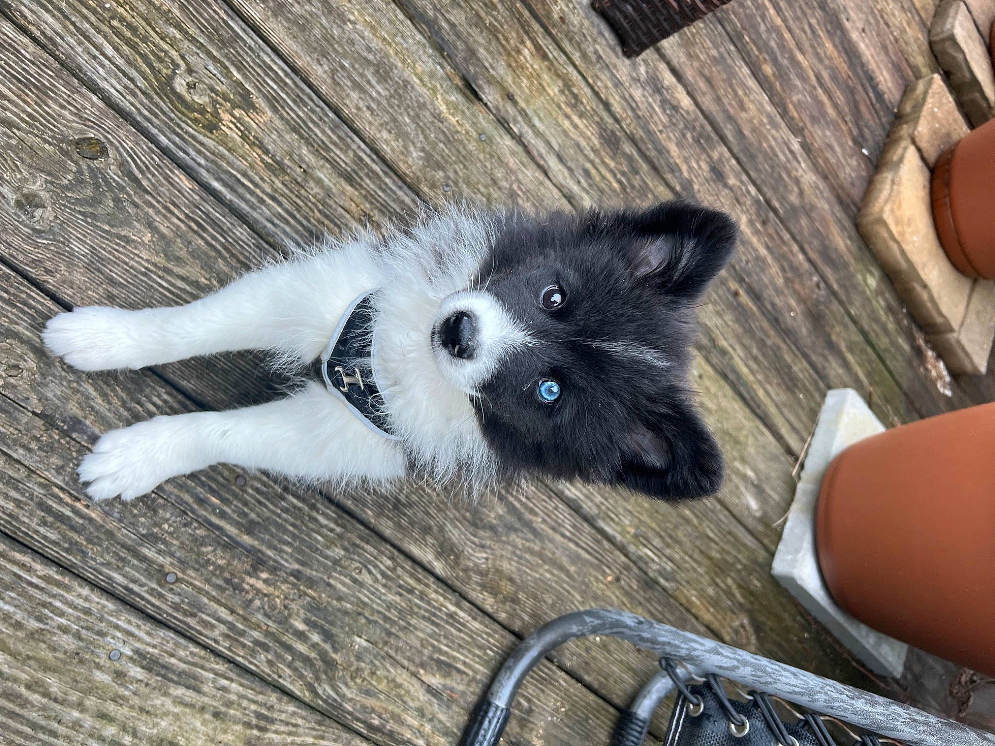 Niles is registered to the contest to win money with this photo: carnivore, claw, companion_dog, dog_breed, domestic_short_haired_cat, felidae, foot, fur, hardwood, non_sporting_group, paw, sitting, small_to_medium_sized_cats, sporting_group, tail, terrestrial_animal, whiskers, wood