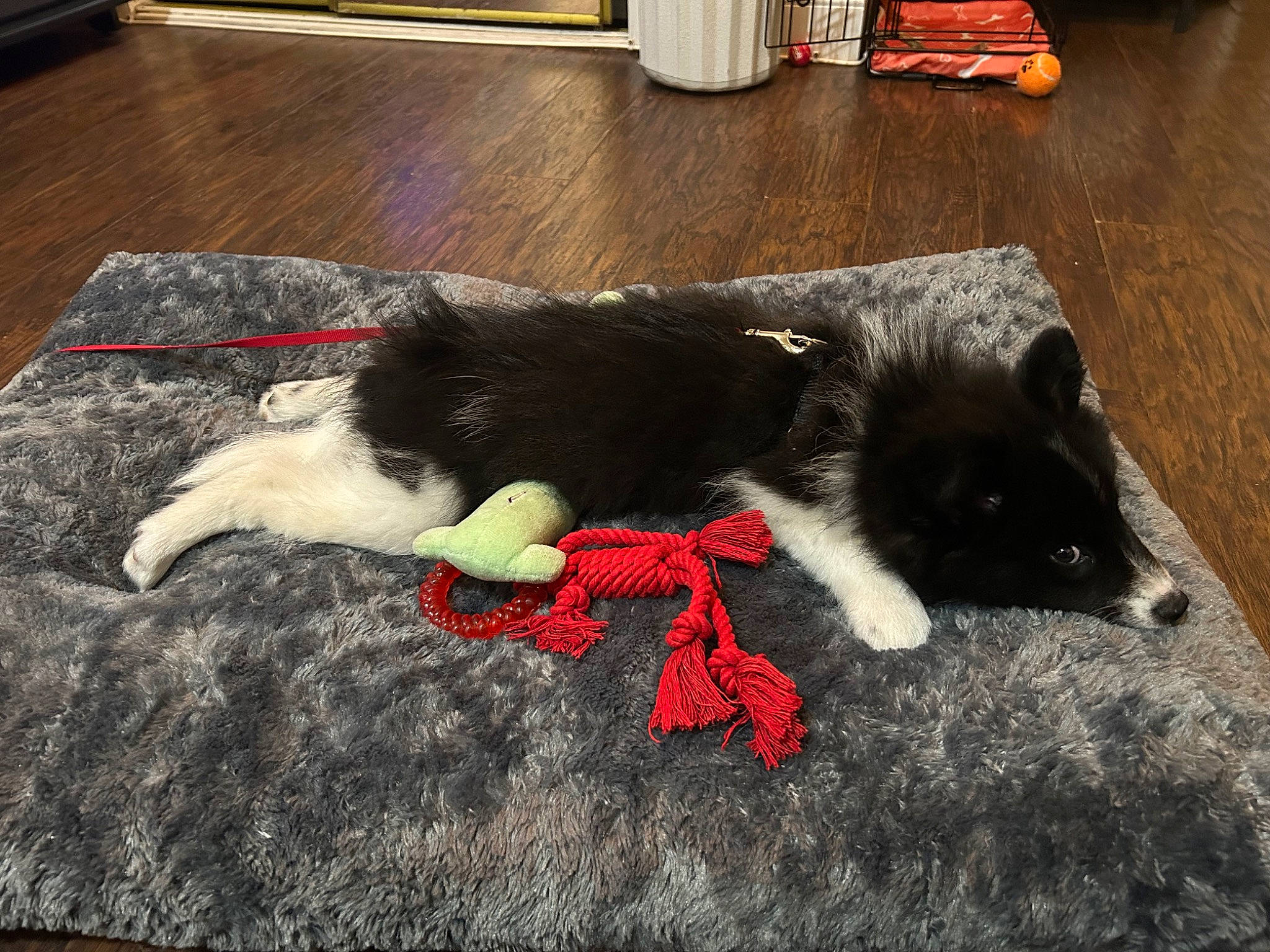 Niles joined the competition — help win amazing prizes! canidae, carmine, carnivore, claw, collar, comfort, companion_dog, dog, dog_breed, door_mat, floor, flooring, fur, grass, hardwood, snout, sporting_group, tail, wood, working_animal