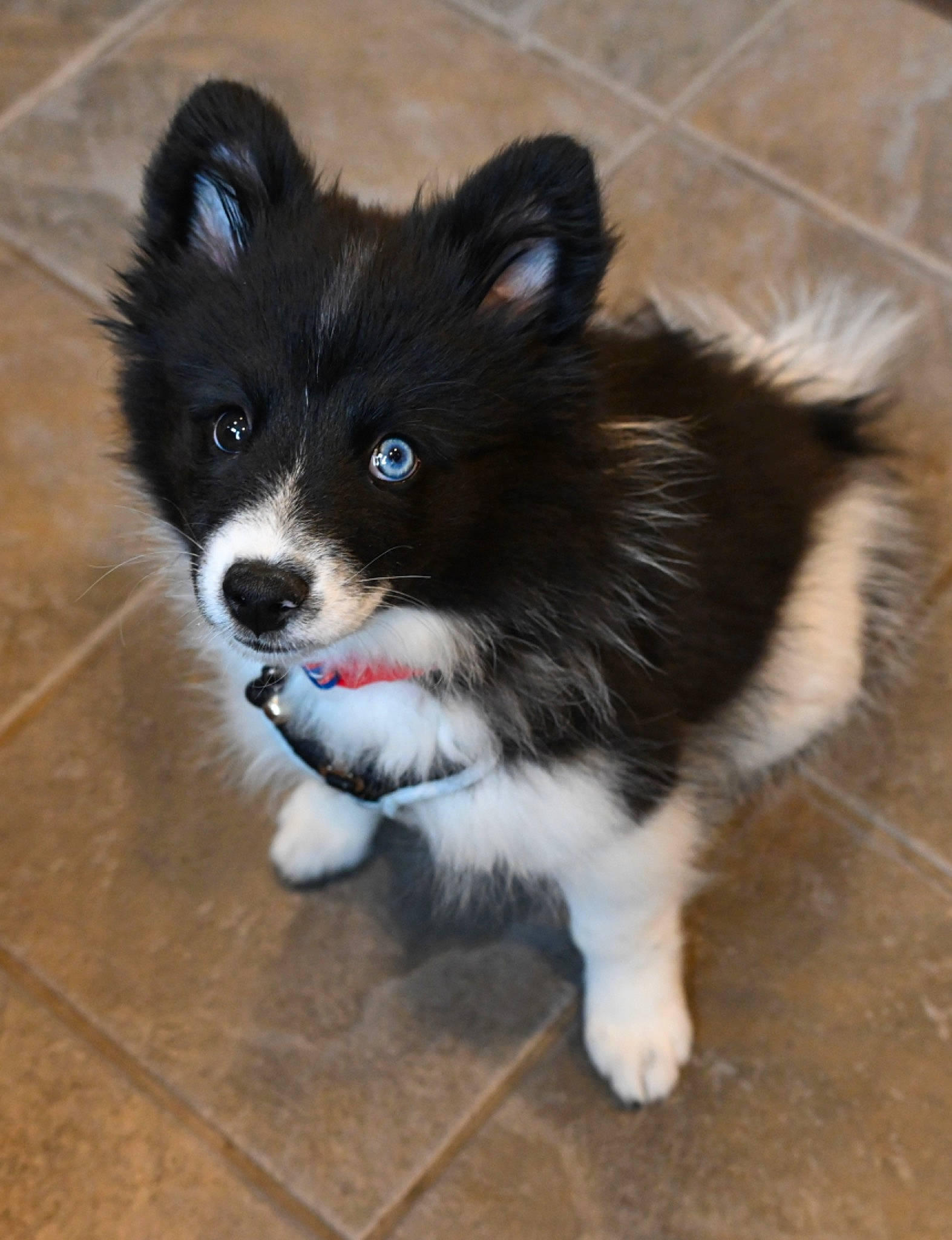 Niles joined the competition — help win amazing prizes! ancient_dog_breeds, canidae, carnivore, companion_dog, dog, dog_breed, flooring, fur, herding_dog, non_sporting_group, puppy, snout, sporting_group, tail, terrestrial_animal, tile_flooring, toy_dog, whiskers, working_animal, working_dog