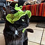 Elisabeth participe au concours pour gagner de l'argent avec cette photo : cat, black_cat, long_hair, crochet_hat, green_hat, pet, feline, whiskers, yellow_eyes, sitting, indoor, tile_floor, living_room, blanket_stripes, colorful_stripes, closeup, portrait, accessory, costume, furry